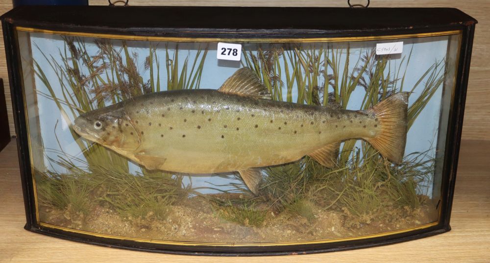 An early 20th century J. Cooper & Sons taxidermic trout, in bowfront glazed cased, width 68cm height 34cm